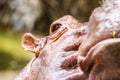 Close-up with eye hippopotamus Royalty Free Stock Photo