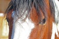 Close up of the eye of a horse Royalty Free Stock Photo