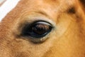 Close up eye of the horse Royalty Free Stock Photo