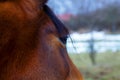 Close up eye of the horse and land in background. Royalty Free Stock Photo