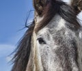 Close up Eye of a horse and part of its head with its hair. Royalty Free Stock Photo