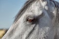 A close up of the eye of a horse Royalty Free Stock Photo