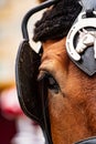 Close-up of eye of a horse Royalty Free Stock Photo