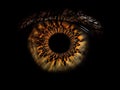 Close up of eye iris on black background Royalty Free Stock Photo