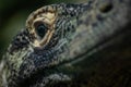 Close up of the eye of a komodo dragon