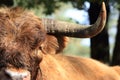 Close up highland cow eye and horn Royalty Free Stock Photo