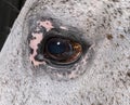Close-up on the eye of a horse Royalty Free Stock Photo