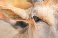 Close up eye of male Common Eland Taurotragus oryx Royalty Free Stock Photo