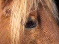 Close up of the eye of a piebald pony