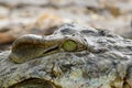 Nile crocodile`s eye in close up Royalty Free Stock Photo