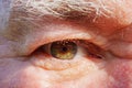 close-up. The eye of a old man man with shaggy gray eyebrows. macro photography