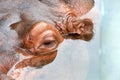 Close up on eye partially submerged hippopotamus