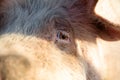 Close up of the eye of a pig