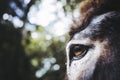 Close-up on the eye of a Provence donkey Royalty Free Stock Photo