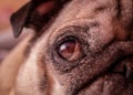 Close up of an eye of a pug with expression of thinking, unhappy, angry, killer and fighting instinct Royalty Free Stock Photo