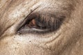 Close-up eye of sad beige cow  with a teardrop and long eyelashes Royalty Free Stock Photo