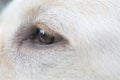 Close up eye of Sara Labrador retriever puppy