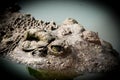 Close up eye and skin crocodile Royalty Free Stock Photo