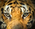 Close up eye of tiger Royalty Free Stock Photo