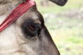 Close up of a reindeer eye with red bandana