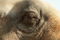 Close up of the eye of a wise and noble elephant at Chiang Mai, Thailand Royalty Free Stock Photo