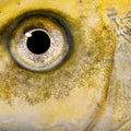 Close-up on the eye of a yellow fish Royalty Free Stock Photo