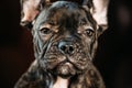 Close Up Eye Of Young Black French Bulldog Dog Puppy. Funny Dog