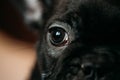 Close Up Eye Of Young Black French Bulldog Dog Puppy. Funny Dog