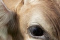 Close up of the eye of a young cow Royalty Free Stock Photo