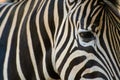 Close up eye of zebra with zebra pattern Royalty Free Stock Photo