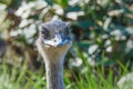 Close-up and eyes and beak of a Emu