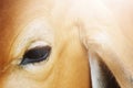 Close up eyes cow portrait in morning sunlight, calf face Royalty Free Stock Photo