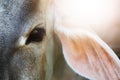 Close up eyes cow portrait in morning sunlight, calf face . Beef cattle. Royalty Free Stock Photo