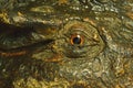 Eyes crocodile stucco Royalty Free Stock Photo