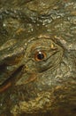 Eyes crocodile stucco Royalty Free Stock Photo