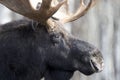 Close up of eyes and face on majestic bull moose Royalty Free Stock Photo