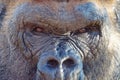 Close-up the eyes of a gorilla facing downward from a slightly elevated angle
