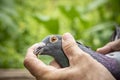 Close up eyes and head of beautiful speed racing pigeon bird