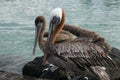 Close up of the eyes and heads of the Galapagos brown pelican. Royalty Free Stock Photo