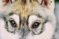 Close Up Of Eyes Of Husky Dog Puppy Royalty Free Stock Photo