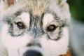 Close Up Of Eyes Of Husky Dog Puppy Royalty Free Stock Photo