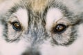 Close Up Of Eyes Of Husky Dog Puppy Royalty Free Stock Photo