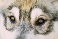 Close Up Of Eyes Of Husky Dog Puppy Royalty Free Stock Photo