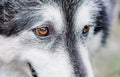 Close up of the Eyes of a Malamute Husky