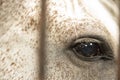 Close - up Of the eyes of a mottled horse