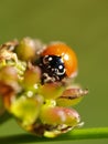 Cycloneda sanguinea Royalty Free Stock Photo