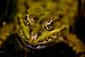 Close up of the eyes of one pool frog Pelophylax lessonae with black background in Lausanne, Switzerland.