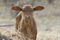 Close up f a young brown calf