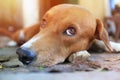 Close up face of an adorable brown dog.