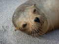 Close up of face of adult Seal basking on beach, Galapagos Islands Royalty Free Stock Photo